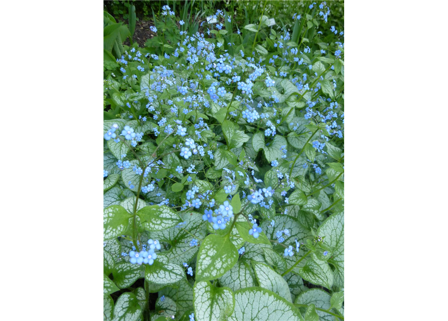 Brunnera macrophylla 'Jack Frost'®