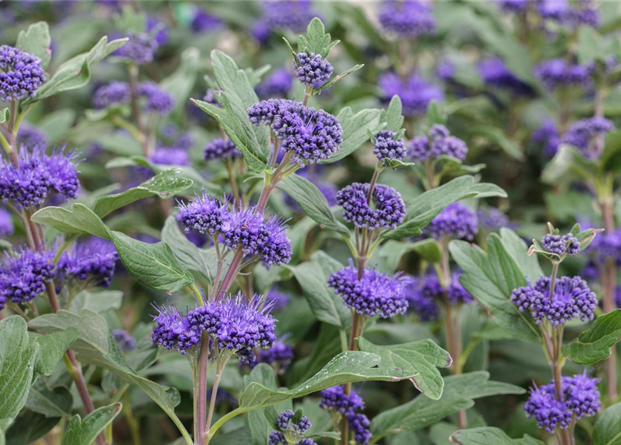 Caryopteris clandonensis 'Grand Bleu'®