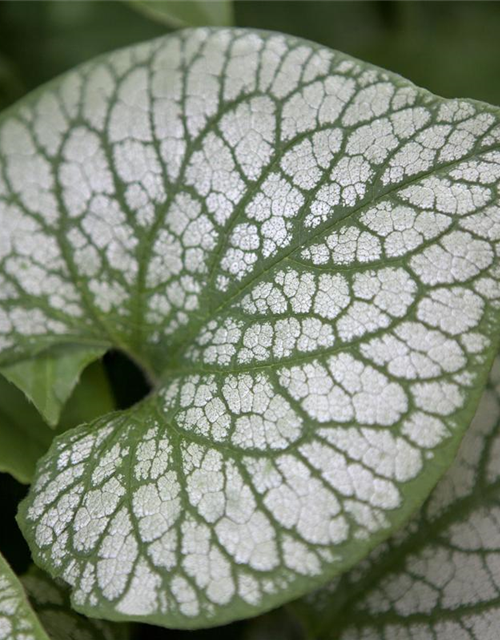 Brunnera macrophylla 'Jack Frost'®