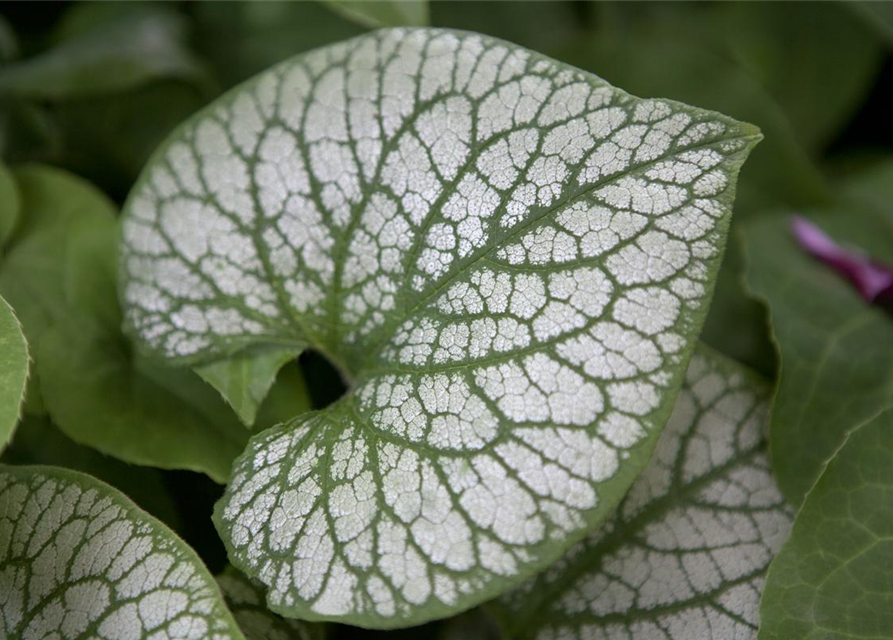 Brunnera macrophylla 'Jack Frost'®