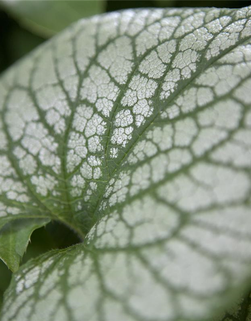 Brunnera macrophylla 'Jack Frost'®