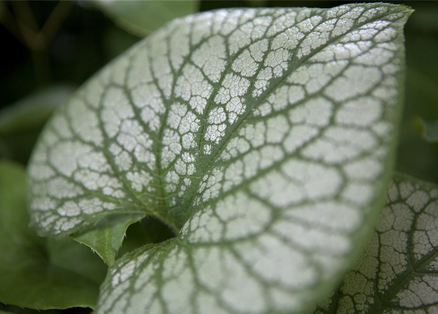 Brunnera macrophylla 'Jack Frost'®