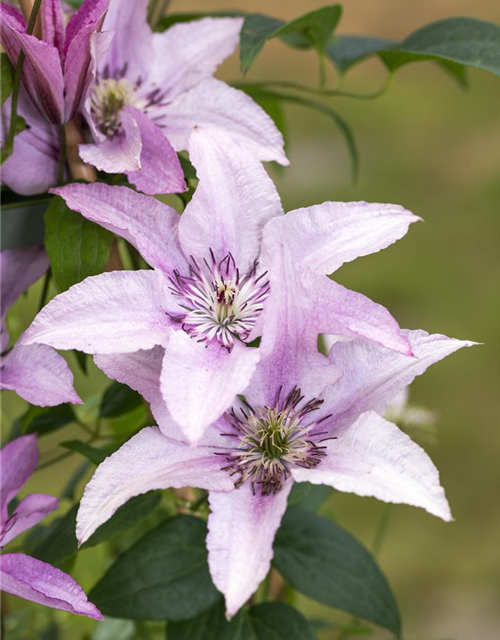 Clematis hybrida 'Ninon'®