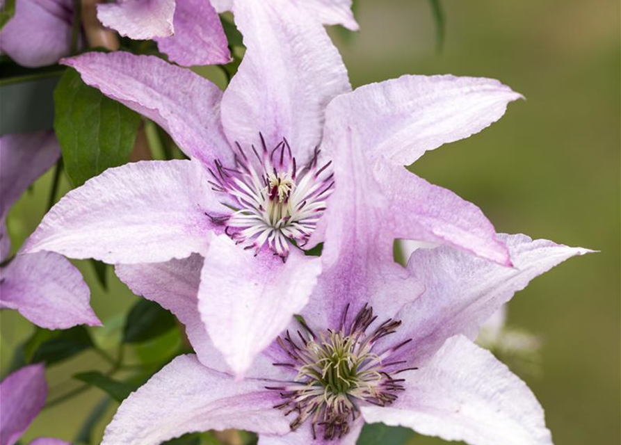 Clematis hybrida 'Ninon'®