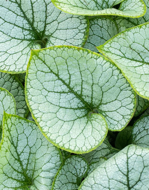 Brunnera macrophylla 'Jack Frost'®