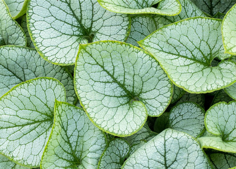 Brunnera macrophylla 'Jack Frost'®