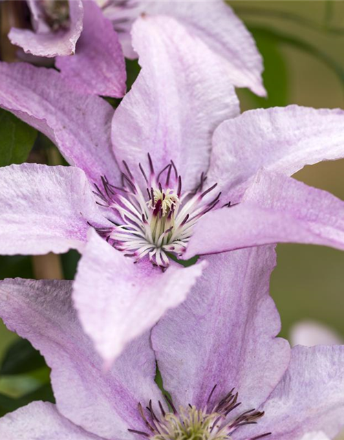 Clematis hybrida 'Ninon'®