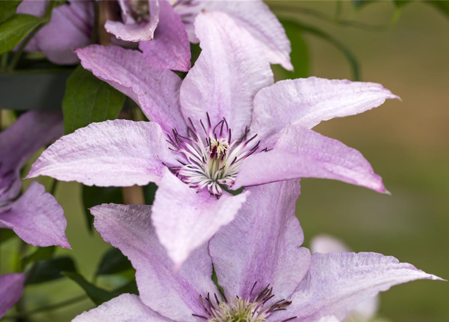 Clematis hybrida 'Ninon'®