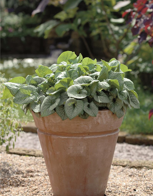 Brunnera macrophylla 'Jack Frost'®