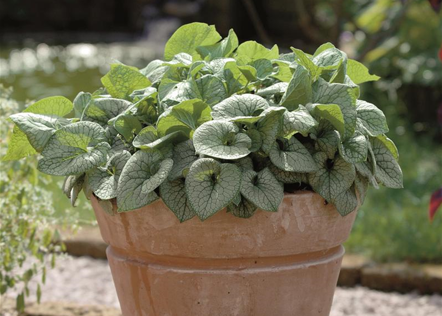 Brunnera macrophylla 'Jack Frost'®