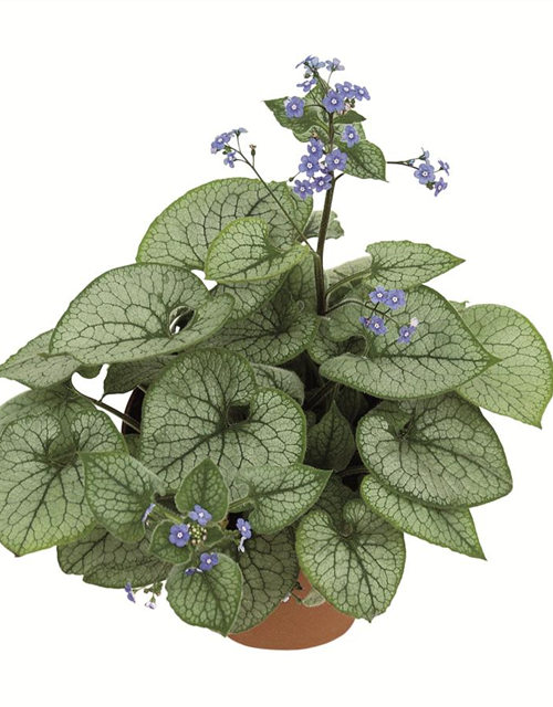 Brunnera macrophylla 'Jack Frost'®