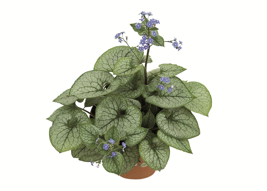 Brunnera macrophylla 'Jack Frost'®