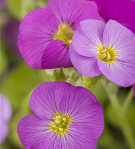 Aubrieta cultorum 'Florado Rose Red'