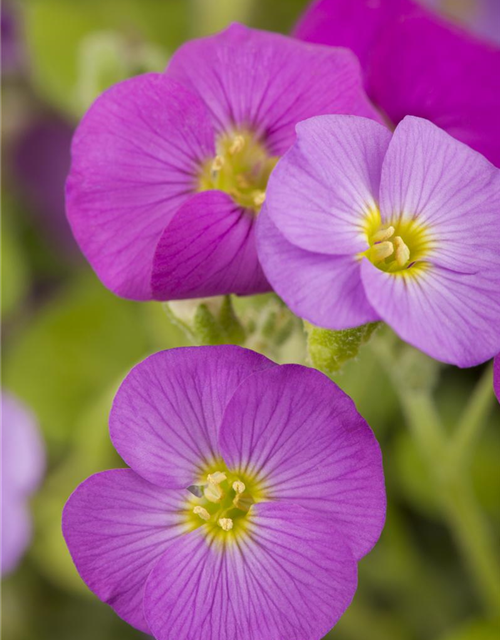 Aubrieta cultorum 'Florado Rose Red'