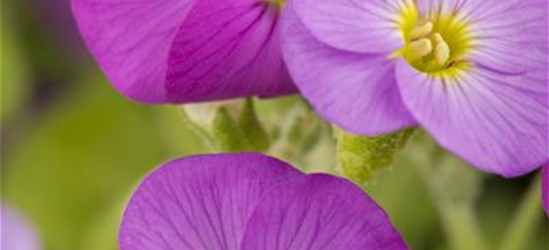 Aubrieta cultorum 'Florado Rose Red'