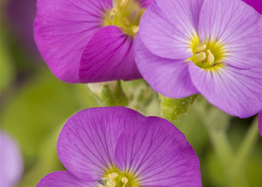 Aubrieta cultorum 'Florado Rose Red'