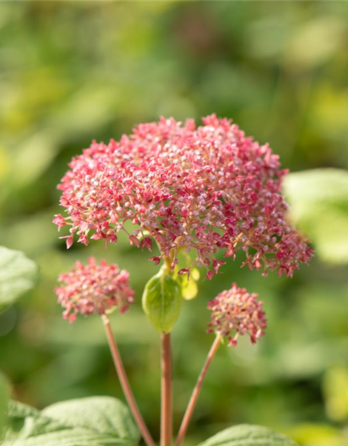 Hydrangea arborescens 'Pink Annabelle'®