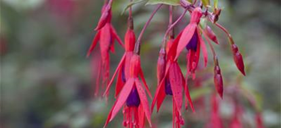 Fuchsia magellanica 'Riccartonii'