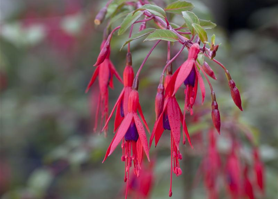 Fuchsia magellanica 'Riccartonii'