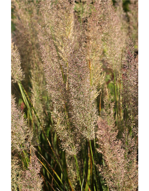 Calamagrostis brachytricha