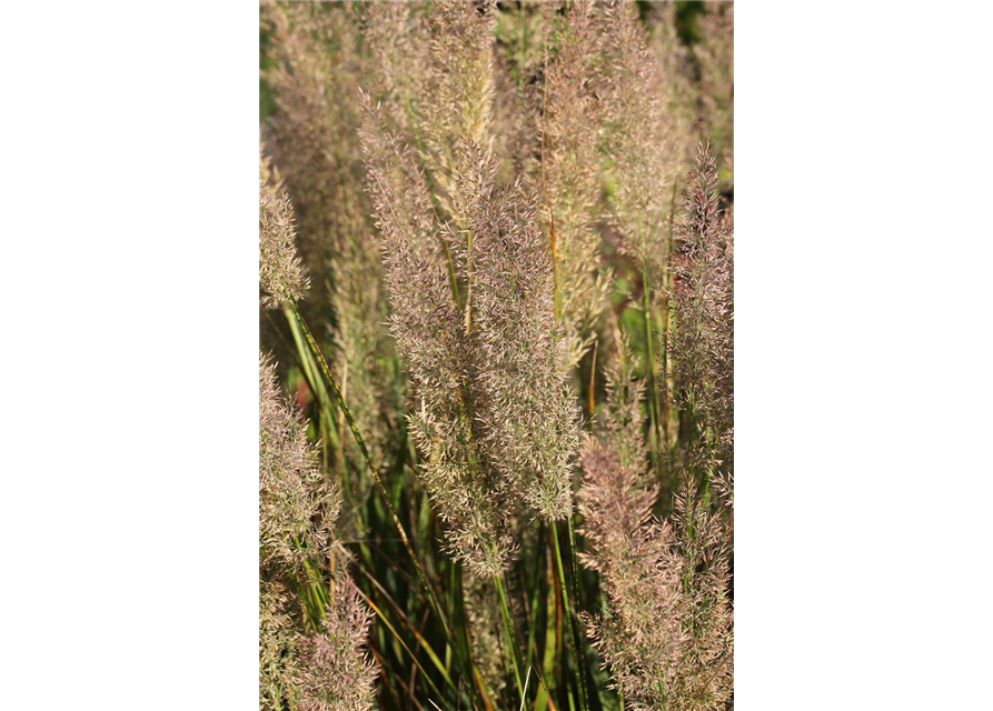 Calamagrostis brachytricha