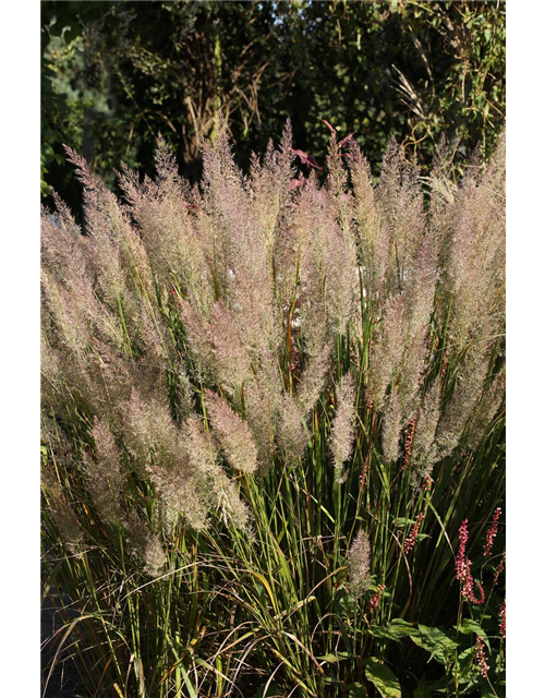 Calamagrostis brachytricha