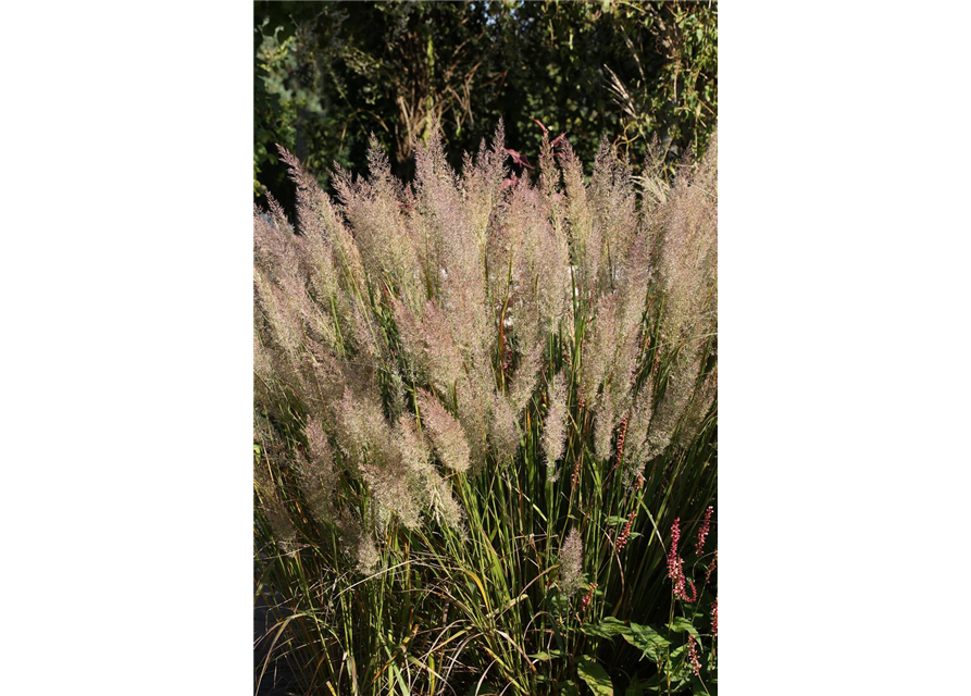 Calamagrostis brachytricha