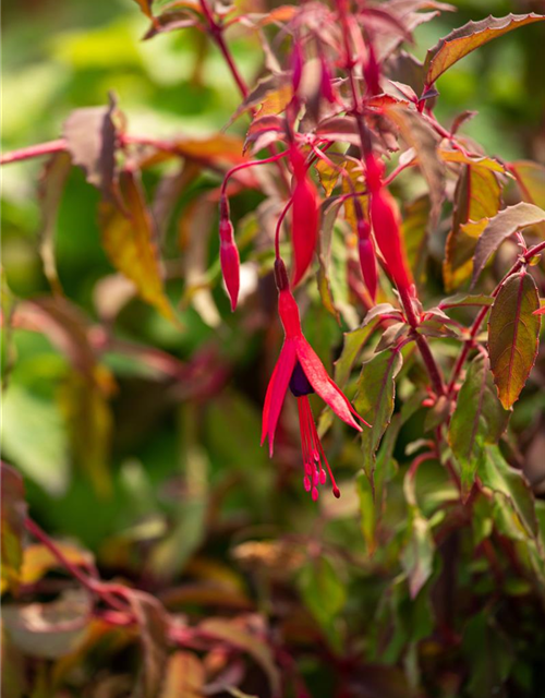 Fuchsia magellanica 'Riccartonii'