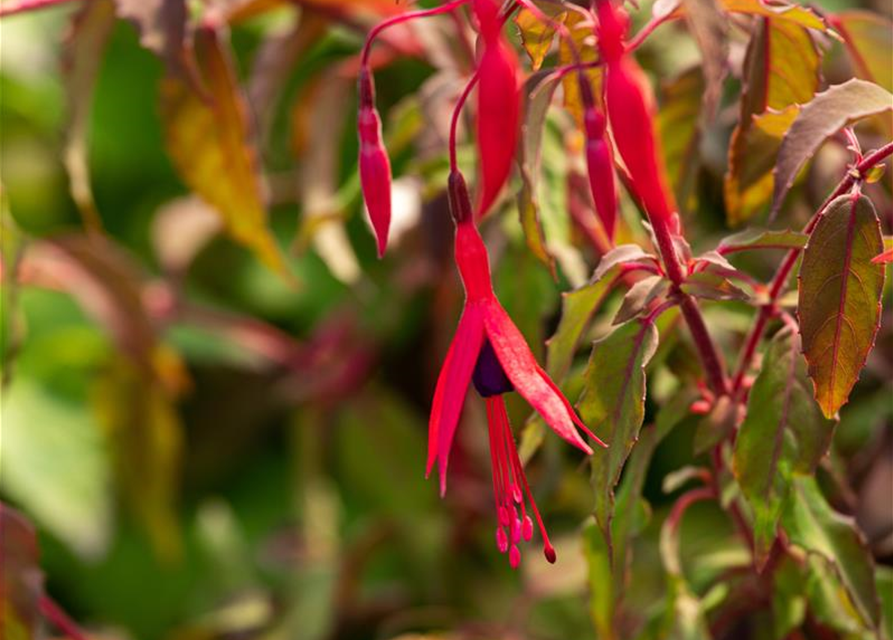 Fuchsia magellanica 'Riccartonii'