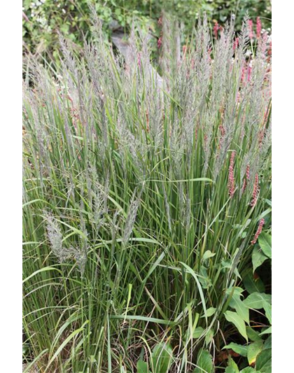 Calamagrostis brachytricha