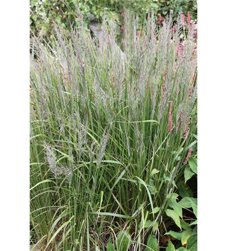 Calamagrostis brachytricha