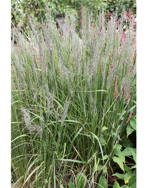 Calamagrostis brachytricha