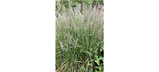 Calamagrostis brachytricha