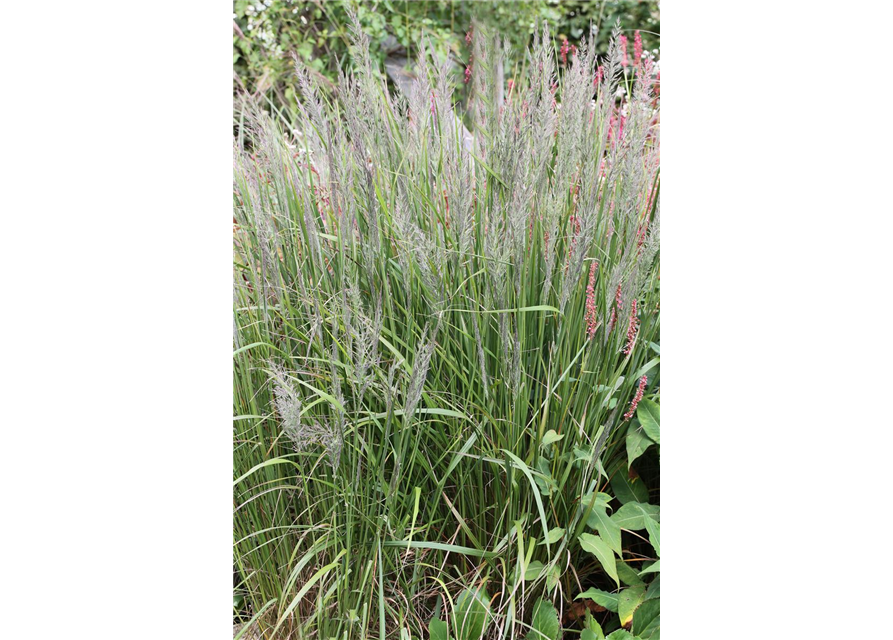 Calamagrostis brachytricha