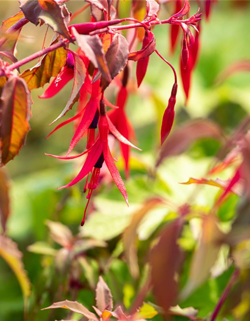 Fuchsia magellanica 'Riccartonii'