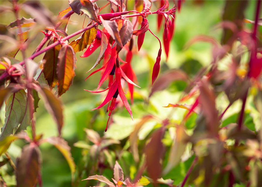 Fuchsia magellanica 'Riccartonii'