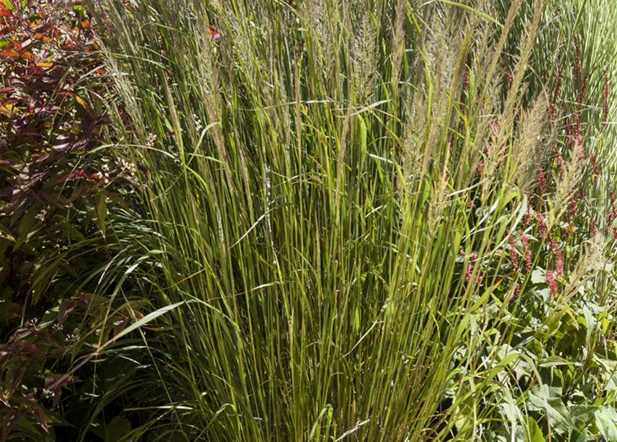 Calamagrostis brachytricha