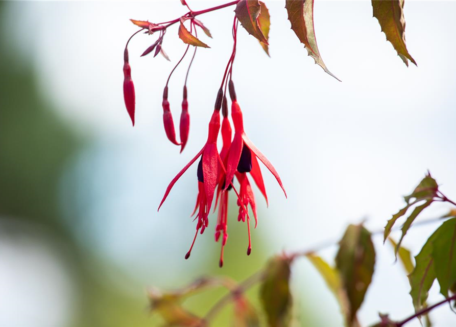 Fuchsia magellanica 'Riccartonii'