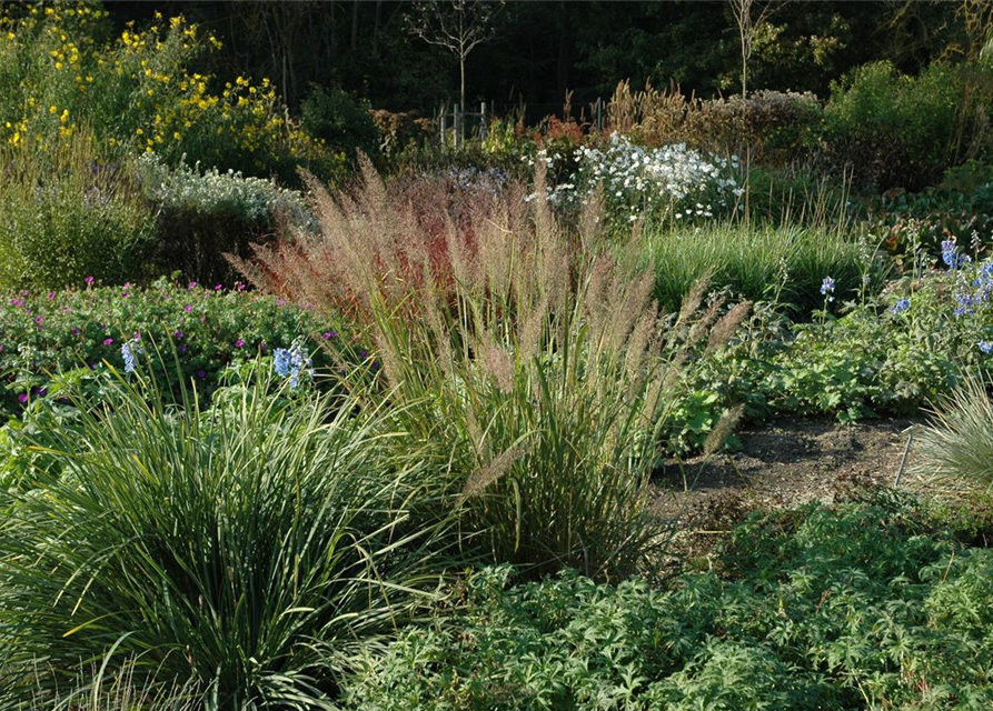 Calamagrostis brachytricha