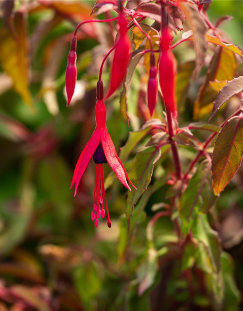 Fuchsia magellanica 'Riccartonii'