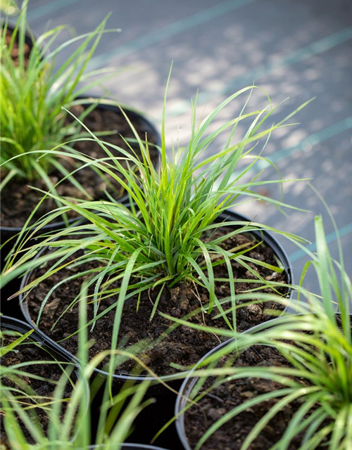 Calamagrostis brachytricha