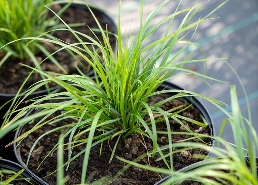 Calamagrostis brachytricha