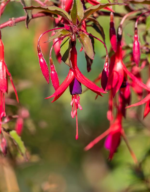 Fuchsia magellanica 'Riccartonii'