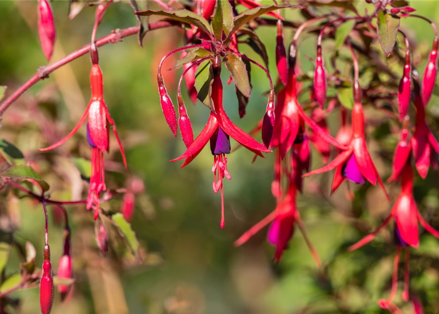 Fuchsia magellanica 'Riccartonii'