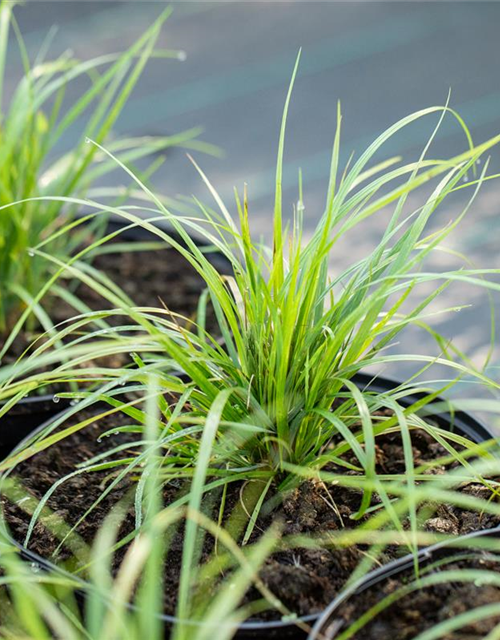 Calamagrostis brachytricha