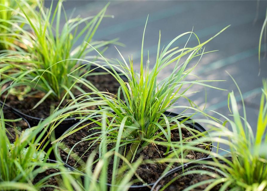 Calamagrostis brachytricha