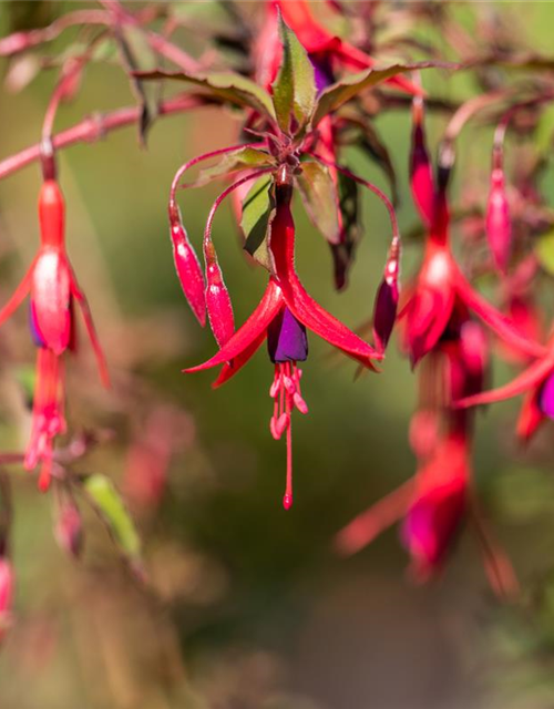 Fuchsia magellanica 'Riccartonii'