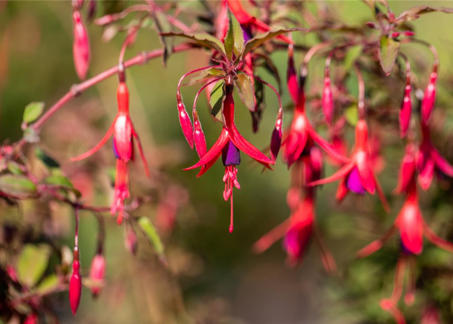 Fuchsia magellanica 'Riccartonii'