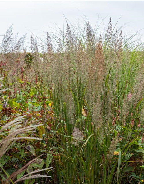 Calamagrostis brachytricha