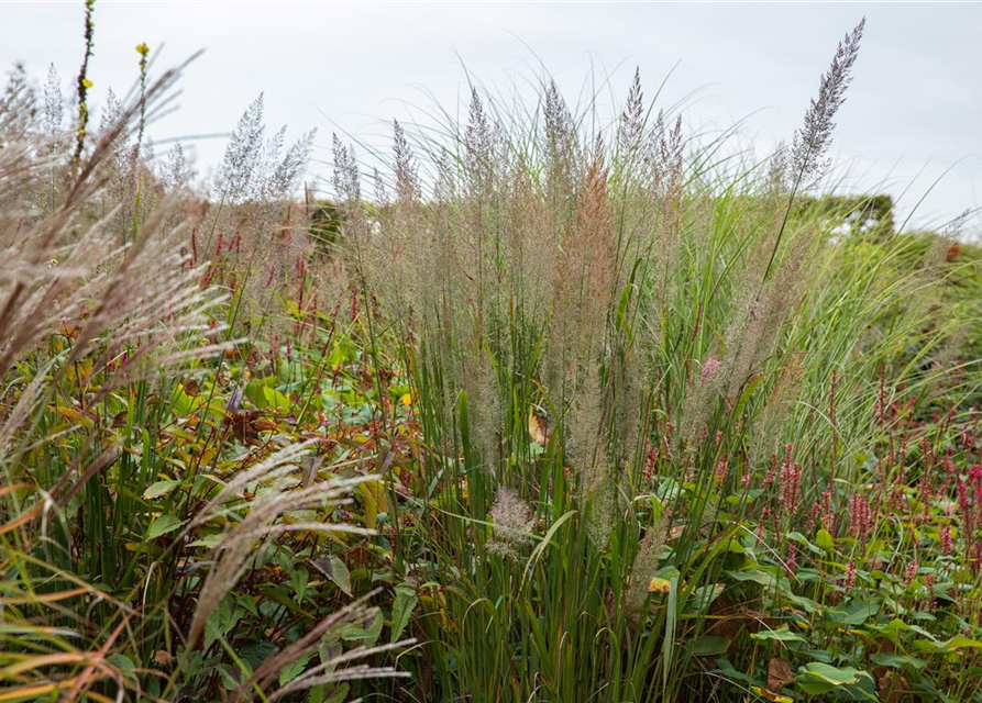 Calamagrostis brachytricha